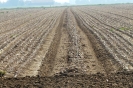 Landwirtschaft