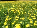 Bilder aus Landwirtschaft