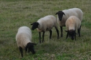 Landwirtschaft