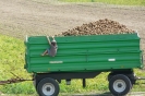 angehender Jungbauer