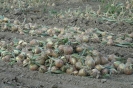 Landwirtschaft