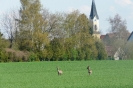 Dorfansichten