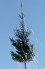 Maibaumaufstellen 2008 43