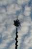 Maibaumaufstellen 2008 87