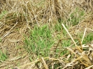 Wiesenweihe