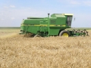 Wiesenweihe