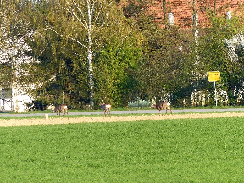 P1320249