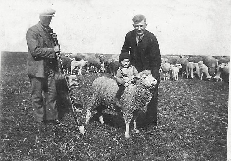 Hans reitet Schaf