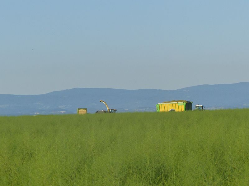 P1620589