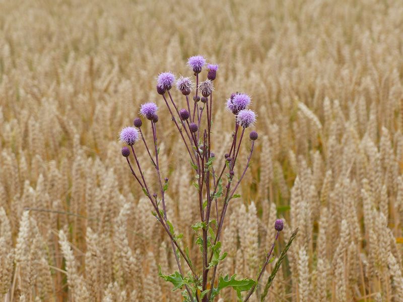 P1620952
