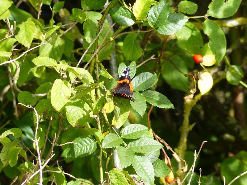 P1660225