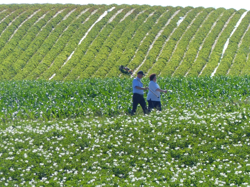 P1700069