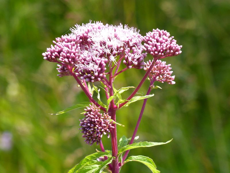 P1710170
