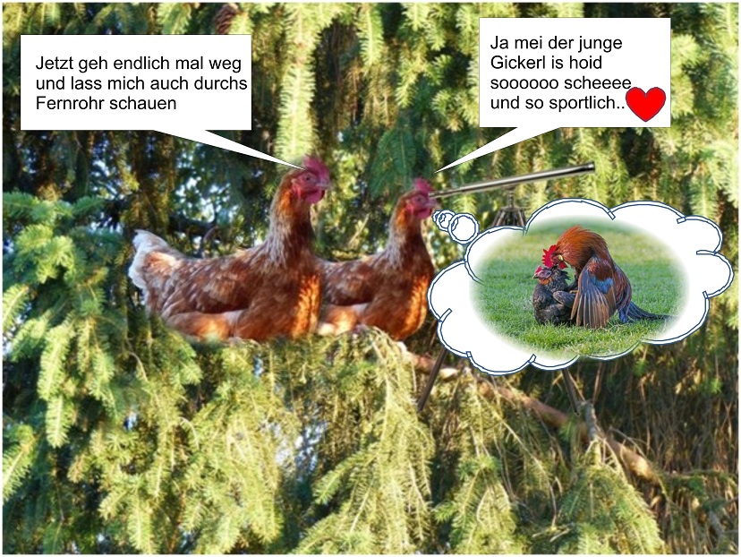 hennen durchs Fernrohr 1