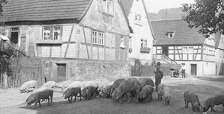 Sauhirte
