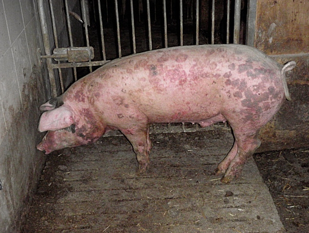 Schwein Rotlauf