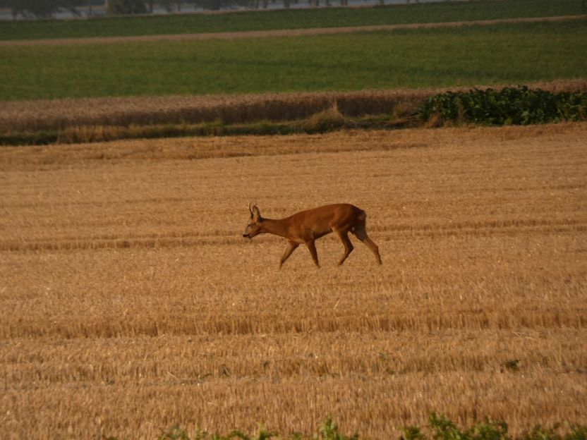 P1100764