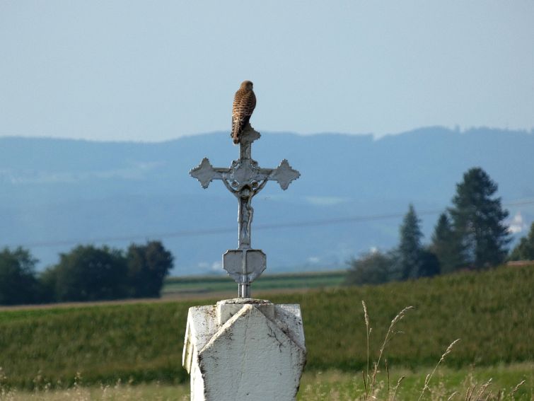 Turmfalke