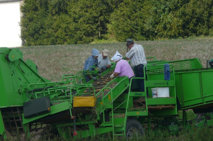 Kartoffelglauben 2008
