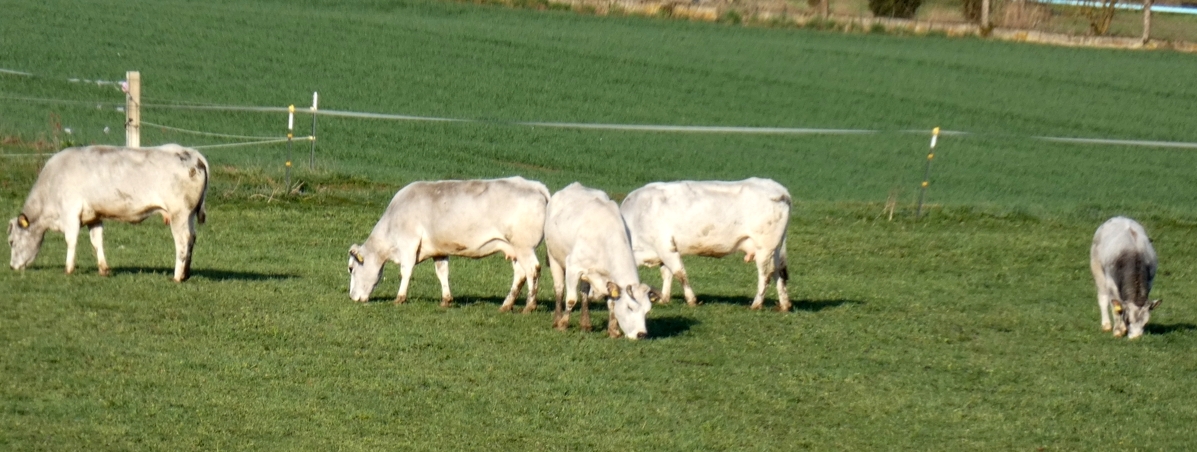 piemonteser