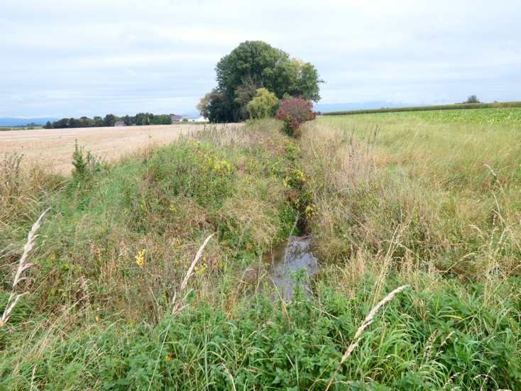 Moosgraben