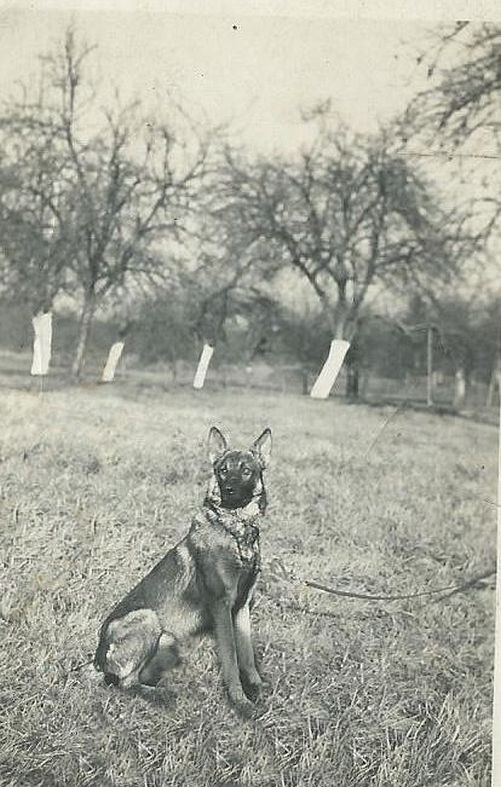 Schäferhund 1