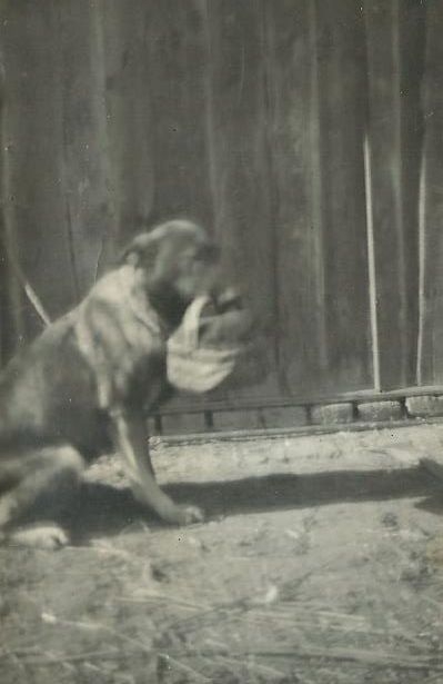 Schäferhund mit Körchen zum Bierholen