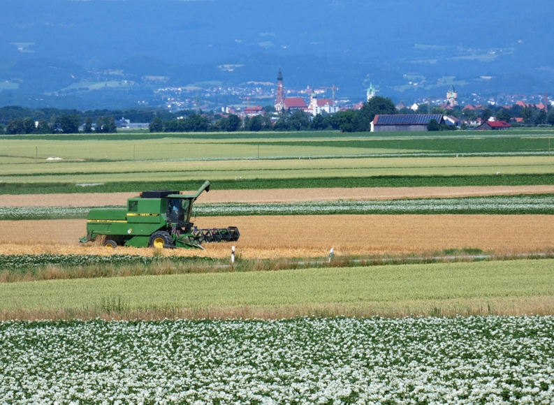 Wintergerste dreschen