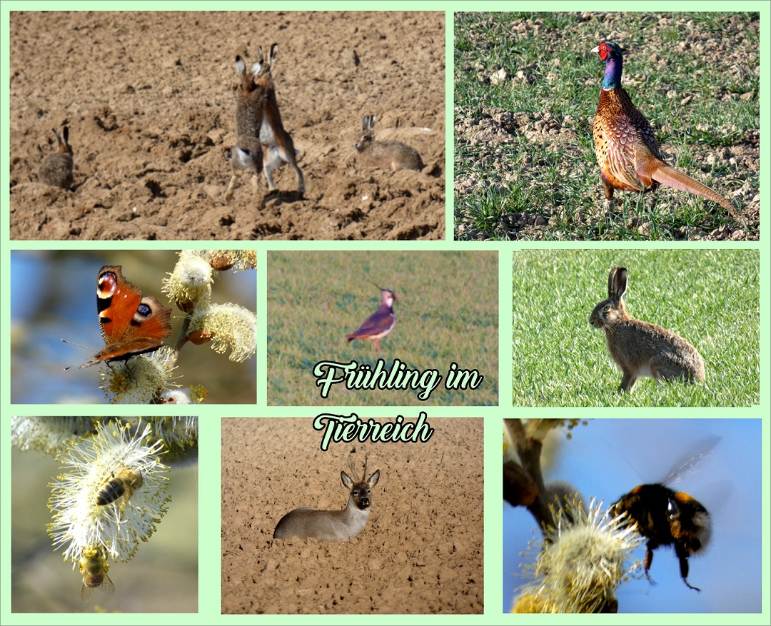 Frühling im Tierreich
