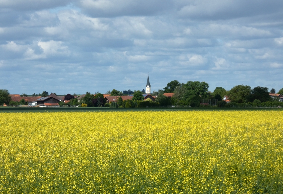 Letzter Gruß vom Rapsfeld