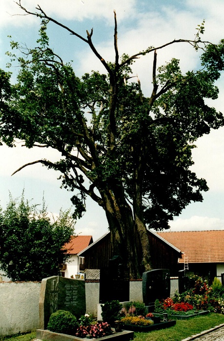 Ahorn nach Sturm 2005