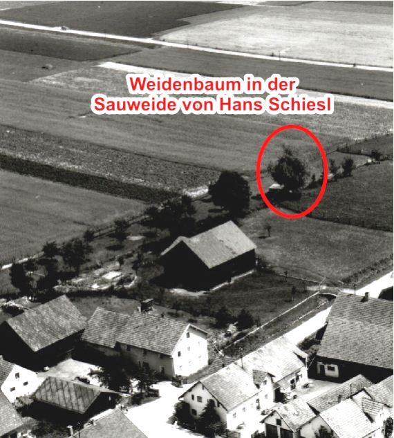 weidenbaum Schiesl