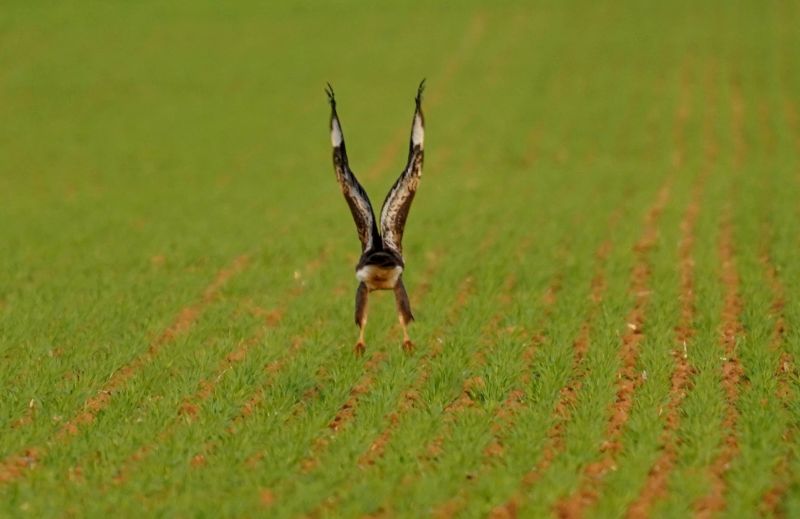 Bussard beim Start