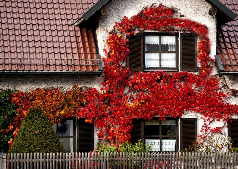 Hauswein
