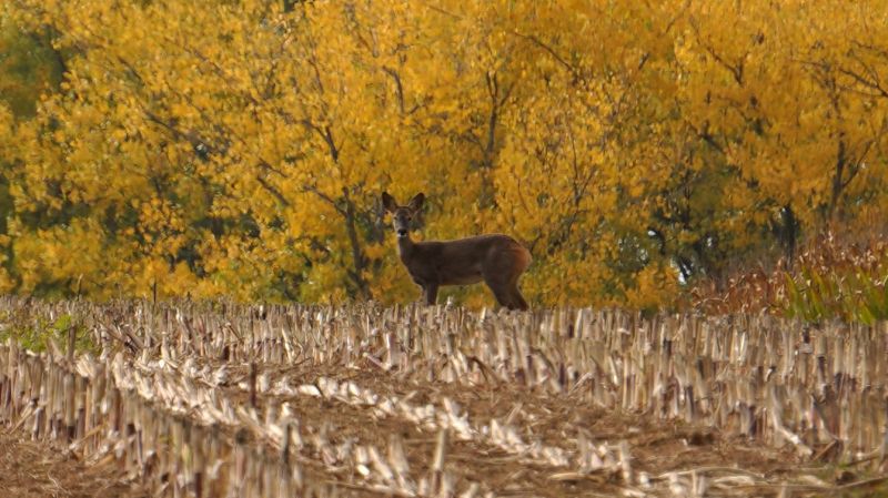 Reh im Herbst