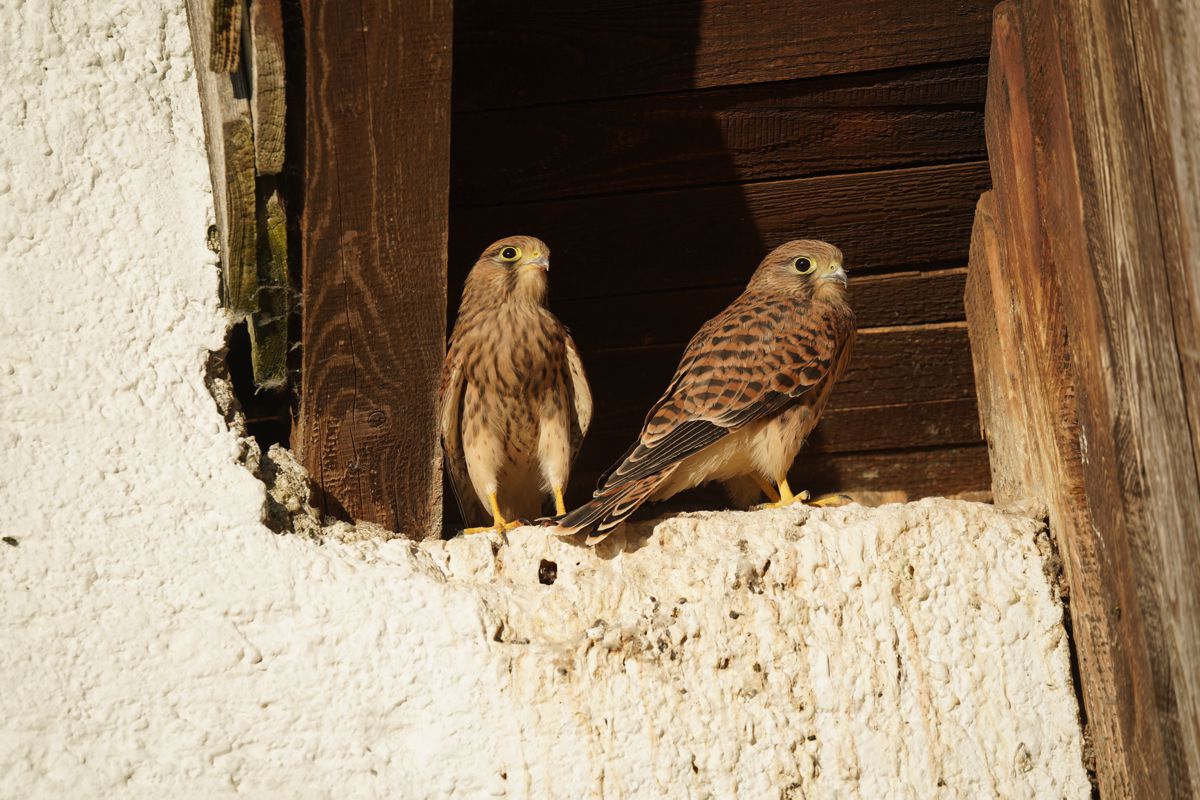 turmfalke