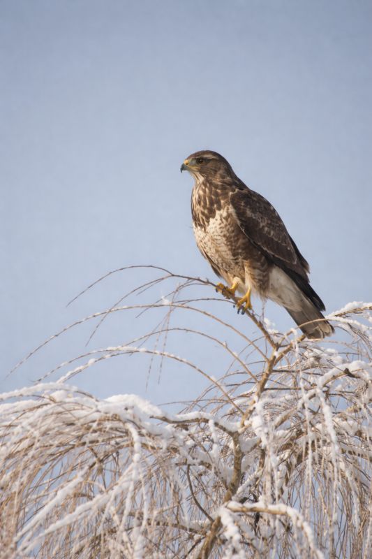 Bussard im Weidenbaum