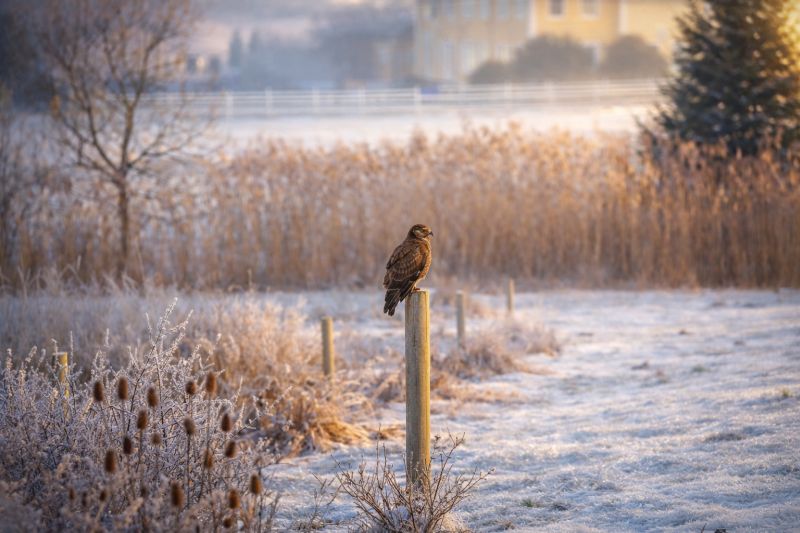Bussard mitten in Geiselhöring