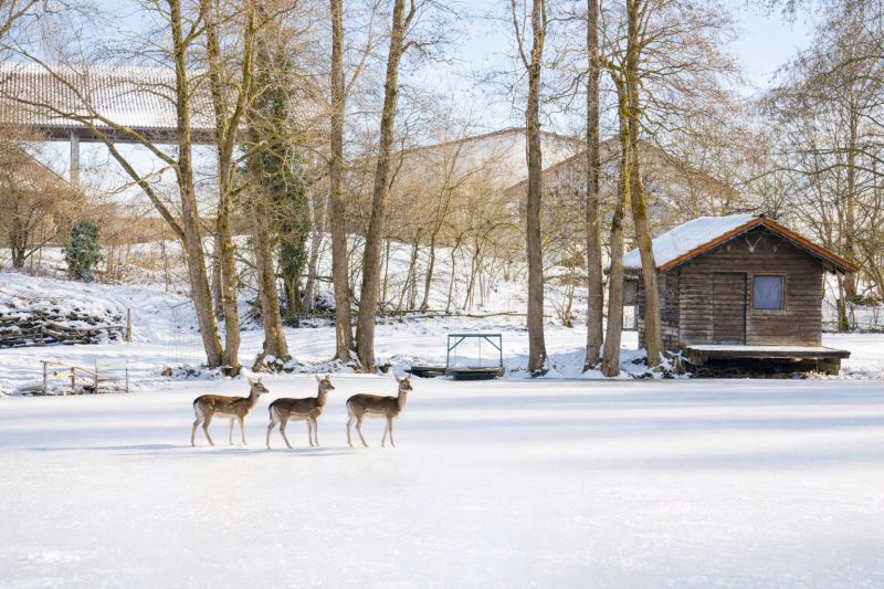 Dammwild im Pömmerlweiher