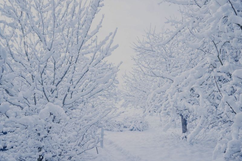 GArten im Winter