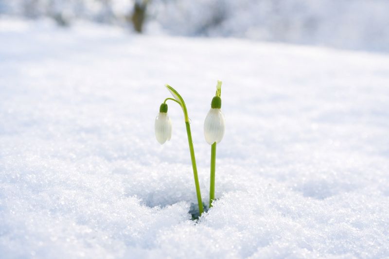 Schneeglöcken